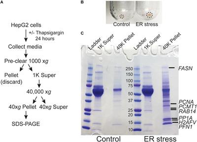 Aggregated and Hyperstable Damage-Associated Molecular Patterns Are Released During ER Stress to Modulate Immune Function